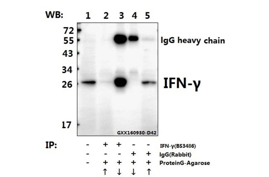 Anti-IFN-γ (Q69) Antibody from Bioworld Technology (BS3486) - Antibodies.com