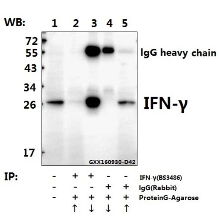 Anti-IFN-γ (Q69) Antibody from Bioworld Technology (BS3486) - Antibodies.com