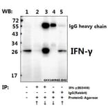 Anti-IFN-γ (Q69) Antibody from Bioworld Technology (BS3486) - Antibodies.com