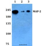 Anti-MAP-2 (W14) Antibody from Bioworld Technology (BS3487) - Antibodies.com