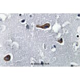 Anti-MAP-2 (W14) Antibody from Bioworld Technology (BS3487) - Antibodies.com
