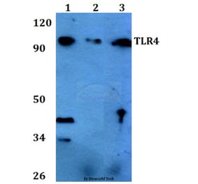 Anti-TLR4 (S441) Antibody from Bioworld Technology (BS3489) - Antibodies.com