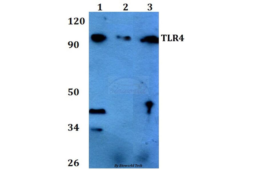 Anti-TLR4 (S441) Antibody from Bioworld Technology (BS3489) - Antibodies.com