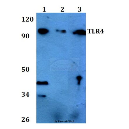 Anti-TLR4 (S441) Antibody from Bioworld Technology (BS3489) - Antibodies.com