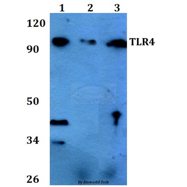 Anti-TLR4 (S441) Antibody from Bioworld Technology (BS3489) - Antibodies.com