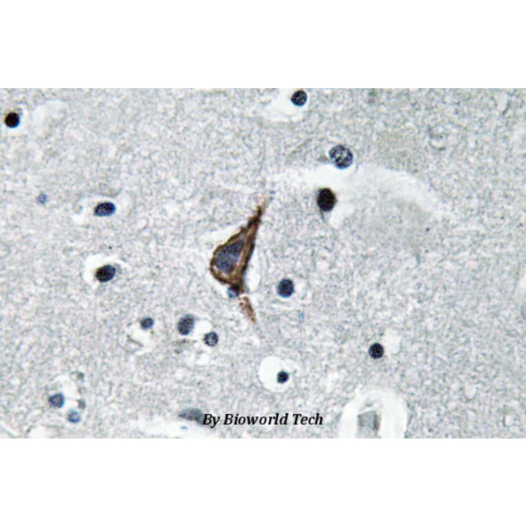 Anti-TLR4 (S441) Antibody from Bioworld Technology (BS3489) - Antibodies.com