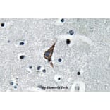 Anti-TLR4 (S441) Antibody from Bioworld Technology (BS3489) - Antibodies.com