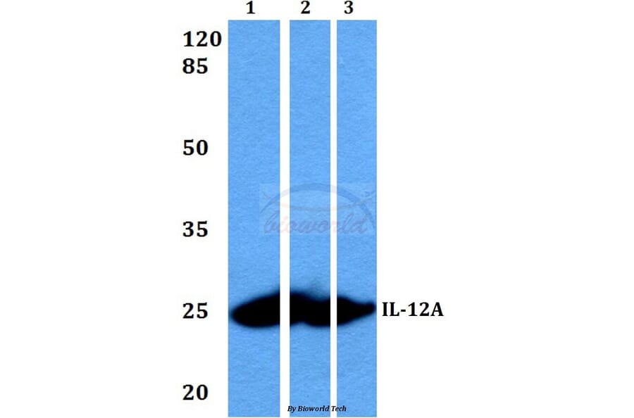 Anti-IL-12A (T65) Antibody from Bioworld Technology (BS3490) - Antibodies.com