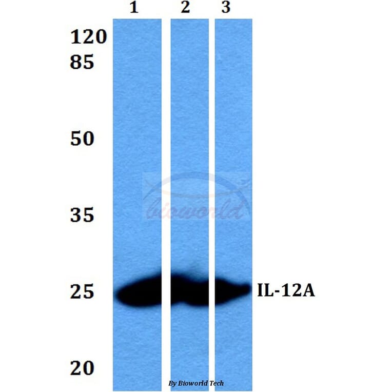 Anti-IL-12A (T65) Antibody from Bioworld Technology (BS3490) - Antibodies.com