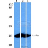Anti-IL-12A (T65) Antibody from Bioworld Technology (BS3490) - Antibodies.com
