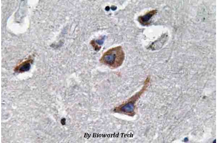 Anti-IL-12A (T65) Antibody from Bioworld Technology (BS3490) - Antibodies.com