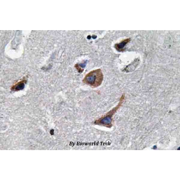 Anti-IL-12A (T65) Antibody from Bioworld Technology (BS3490) - Antibodies.com