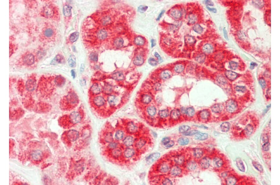 Anti-TNF-β (H66) Antibody from Bioworld Technology (BS3491) - Antibodies.com