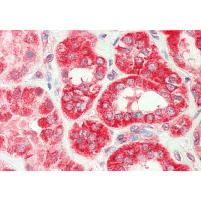 Anti-TNF-β (H66) Antibody from Bioworld Technology (BS3491) - Antibodies.com