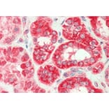 Anti-TNF-β (H66) Antibody from Bioworld Technology (BS3491) - Antibodies.com