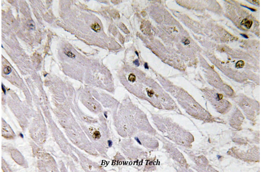 Anti-Pax-1 (T367) Antibody from Bioworld Technology (BS3493) - Antibodies.com