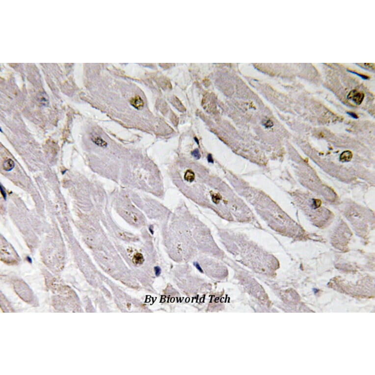 Anti-Pax-1 (T367) Antibody from Bioworld Technology (BS3493) - Antibodies.com