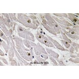 Anti-Pax-1 (T367) Antibody from Bioworld Technology (BS3493) - Antibodies.com