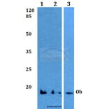 Anti-Ob (K36) Antibody from Bioworld Technology (BS3494) - Antibodies.com