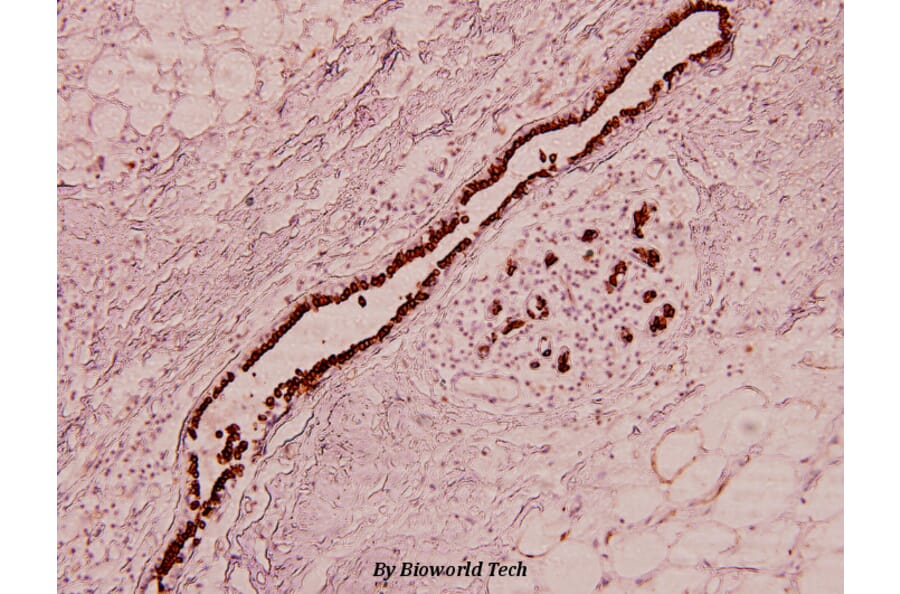 Anti-Ob (K36) Antibody from Bioworld Technology (BS3494) - Antibodies.com