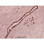 Anti-Ob (K36) Antibody from Bioworld Technology (BS3494) - Antibodies.com