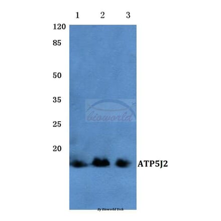 Anti-ATP5J2 (G42) Antibody from Bioworld Technology (BS3496) - Antibodies.com