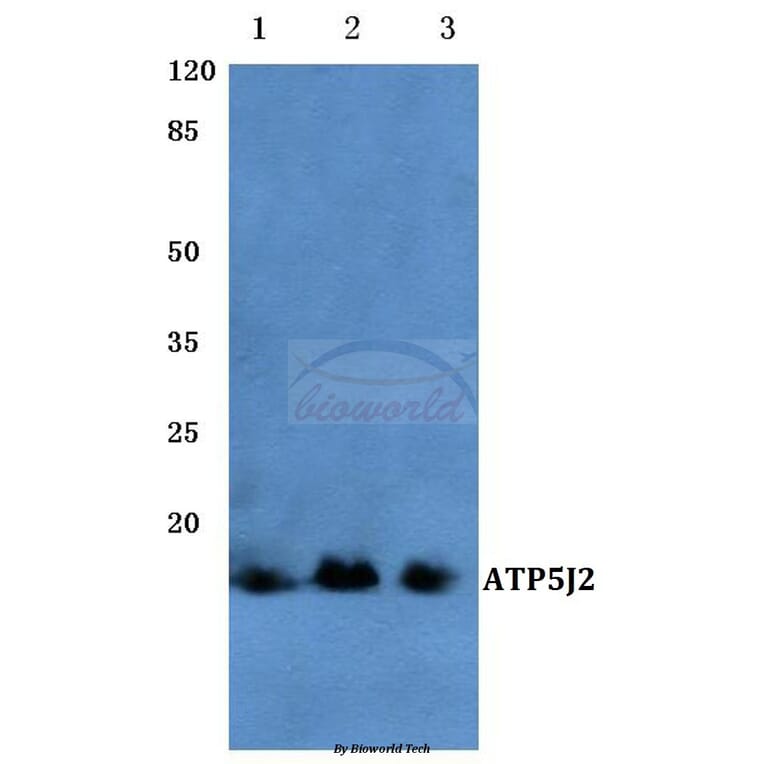 Anti-ATP5J2 (G42) Antibody from Bioworld Technology (BS3496) - Antibodies.com