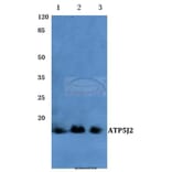 Anti-ATP5J2 (G42) Antibody from Bioworld Technology (BS3496) - Antibodies.com