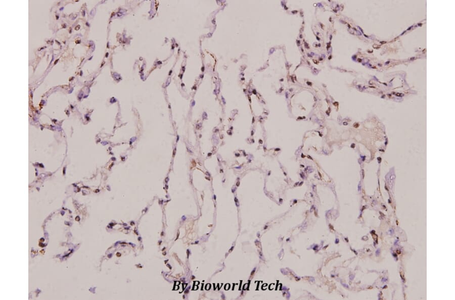 Anti-ATP5J2 (G42) Antibody from Bioworld Technology (BS3496) - Antibodies.com