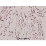 Anti-ATP5J2 (G42) Antibody from Bioworld Technology (BS3496) - Antibodies.com