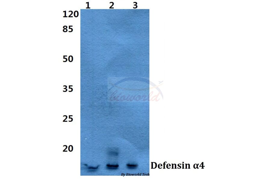 Anti-Defensin α4 (D27) Antibody from Bioworld Technology (BS3497) - Antibodies.com
