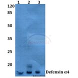 Anti-Defensin α4 (D27) Antibody from Bioworld Technology (BS3497) - Antibodies.com