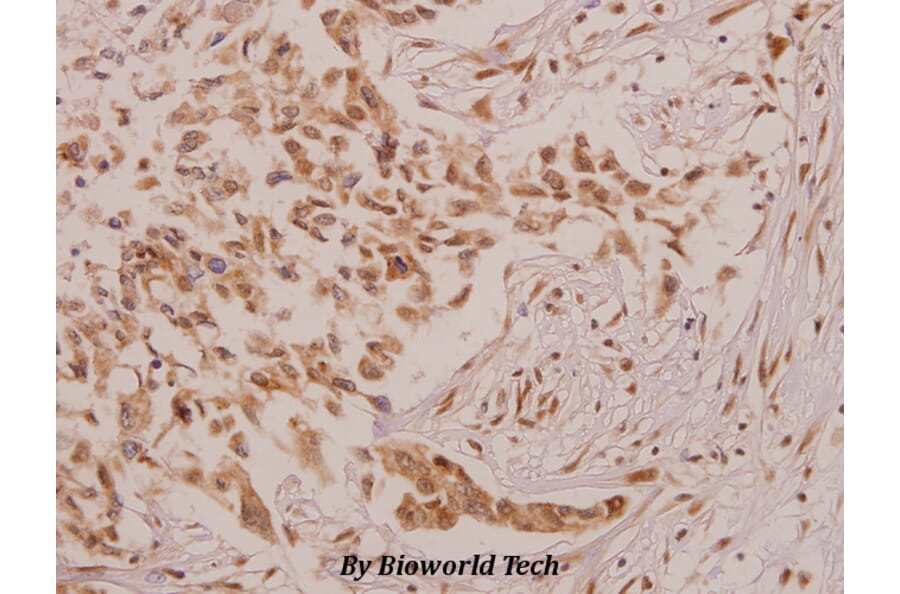 Anti-Defensin α4 (D27) Antibody from Bioworld Technology (BS3497) - Antibodies.com