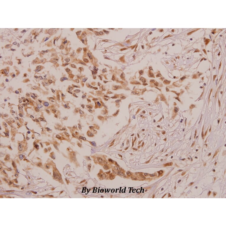 Anti-Defensin α4 (D27) Antibody from Bioworld Technology (BS3497) - Antibodies.com
