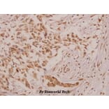 Anti-Defensin α4 (D27) Antibody from Bioworld Technology (BS3497) - Antibodies.com