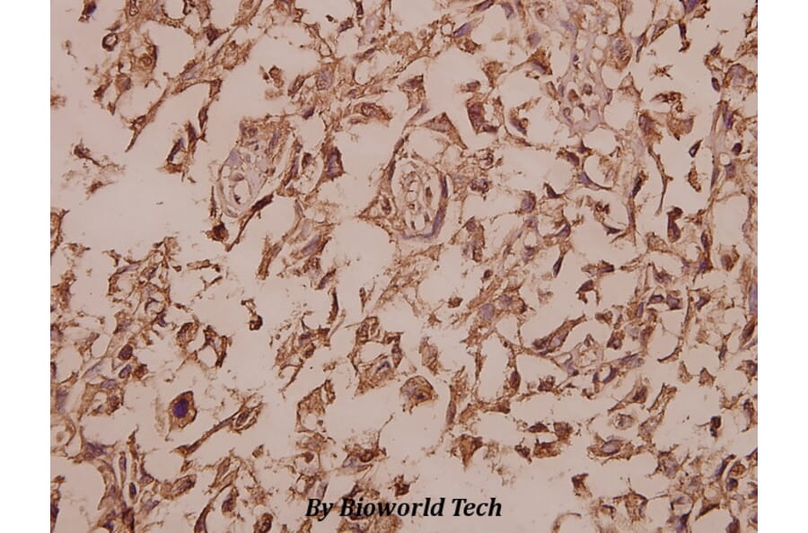 Anti-Cytokeratin 13 (E282) Antibody from Bioworld Technology (BS3504) - Antibodies.com