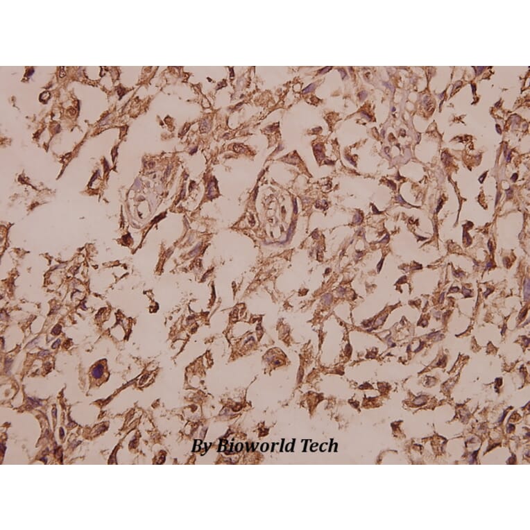 Anti-Cytokeratin 13 (E282) Antibody from Bioworld Technology (BS3504) - Antibodies.com