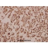 Anti-Cytokeratin 13 (E282) Antibody from Bioworld Technology (BS3504) - Antibodies.com