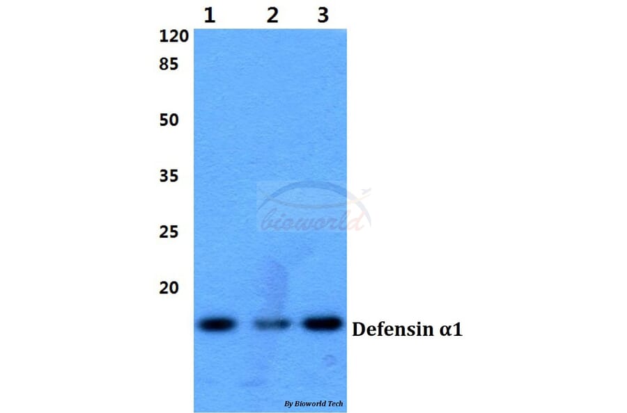 Anti-Defensin α1 (S52) Antibody from Bioworld Technology (BS3505) - Antibodies.com