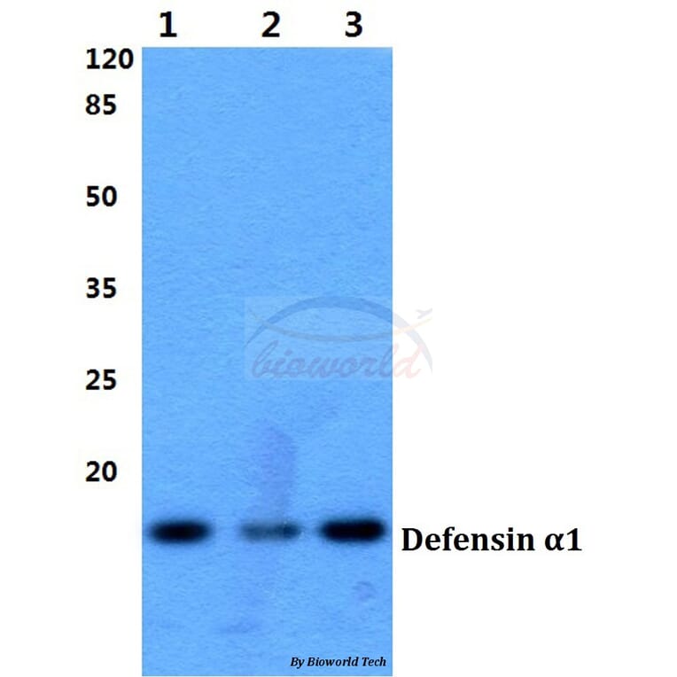 Anti-Defensin α1 (S52) Antibody from Bioworld Technology (BS3505) - Antibodies.com