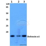 Anti-Defensin α1 (S52) Antibody from Bioworld Technology (BS3505) - Antibodies.com