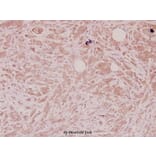 Anti-Defensin α1 (S52) Antibody from Bioworld Technology (BS3505) - Antibodies.com