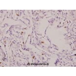 Anti-IL-1β (F162) Antibody from Bioworld Technology (BS3506) - Antibodies.com