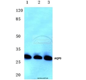 Anti-AQP0 (C144) Antibody from Bioworld Technology (BS3508) - Antibodies.com