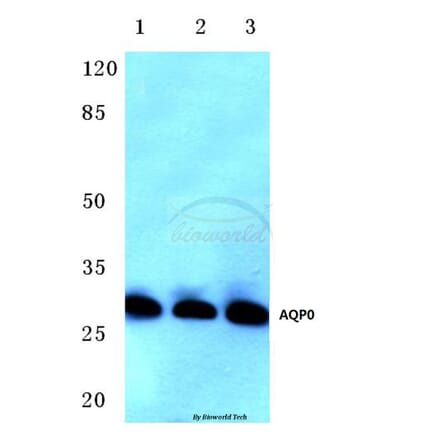 Anti-AQP0 (C144) Antibody from Bioworld Technology (BS3508) - Antibodies.com