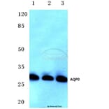 Anti-AQP0 (C144) Antibody from Bioworld Technology (BS3508) - Antibodies.com