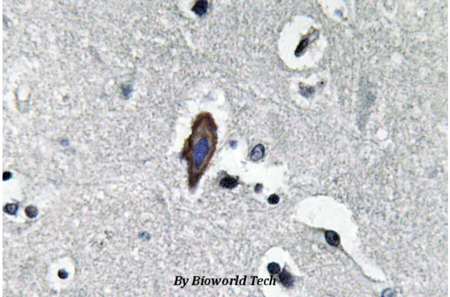 Anti-AQP0 (C144) Antibody from Bioworld Technology (BS3508) - Antibodies.com