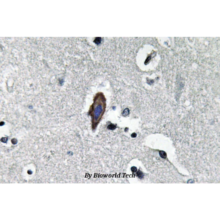 Anti-AQP0 (C144) Antibody from Bioworld Technology (BS3508) - Antibodies.com