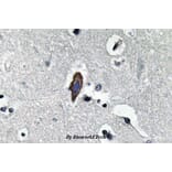 Anti-AQP0 (C144) Antibody from Bioworld Technology (BS3508) - Antibodies.com