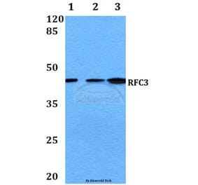 Anti-RFC3 (L227) Antibody from Bioworld Technology (BS3511) - Antibodies.com